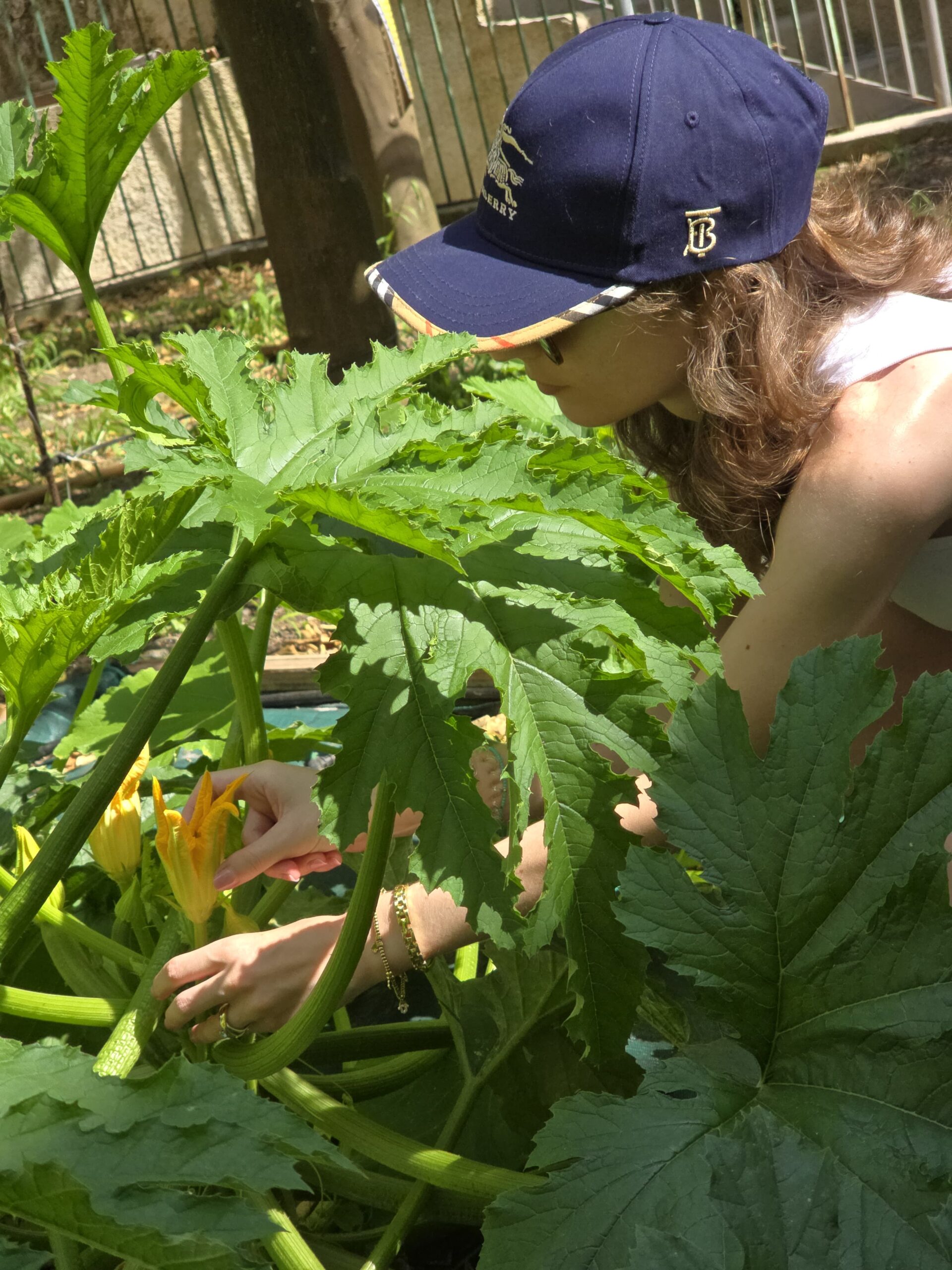 Raccolta di zucchine nell'orto biologico di Casa Chiarito, appartamento per vacanze nel centro di Amalfi.