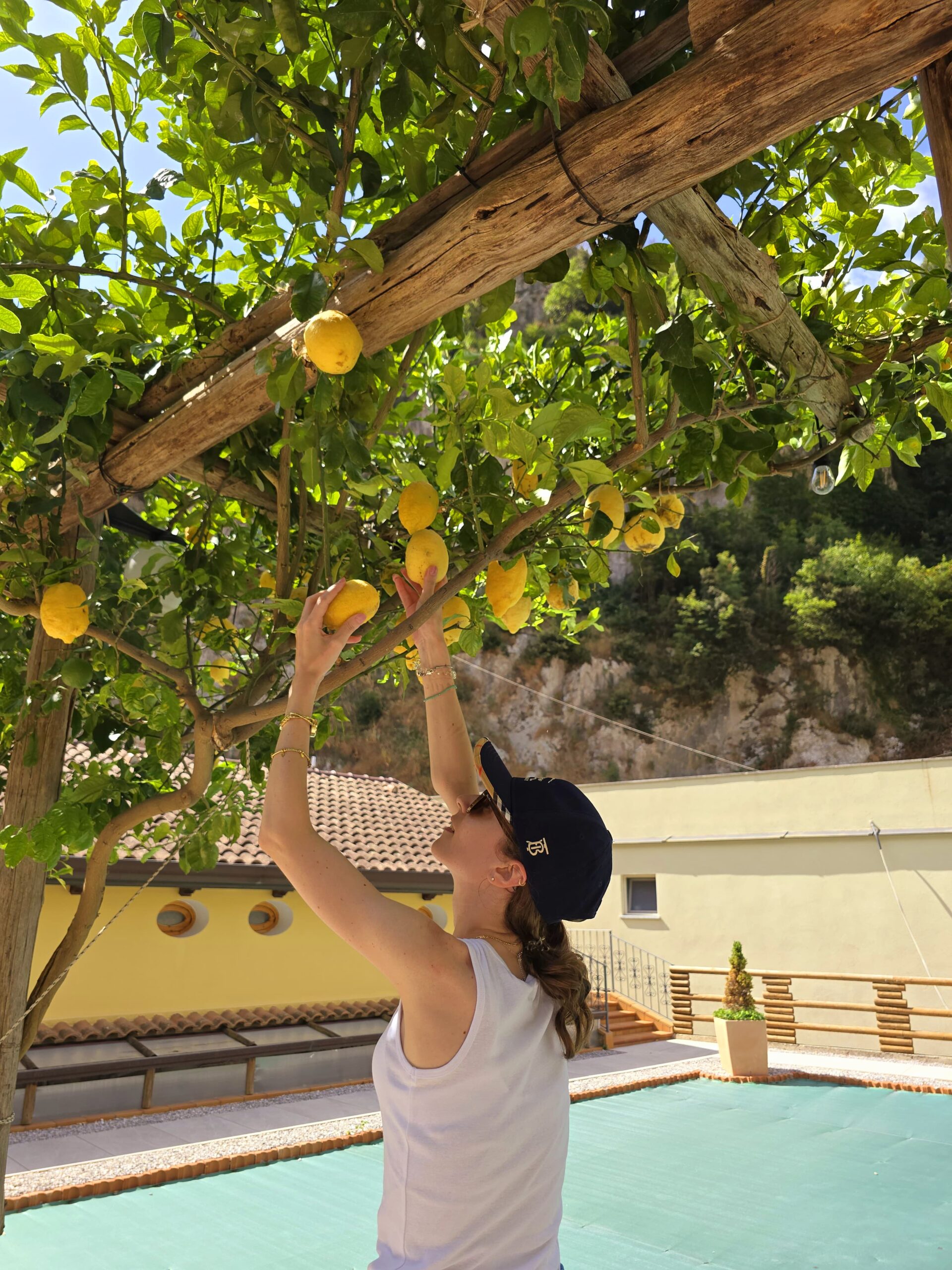 Raccolta di limoni nel giardino di Casa Chiarito, appartamento per vacanze nel centro di Amalfi.