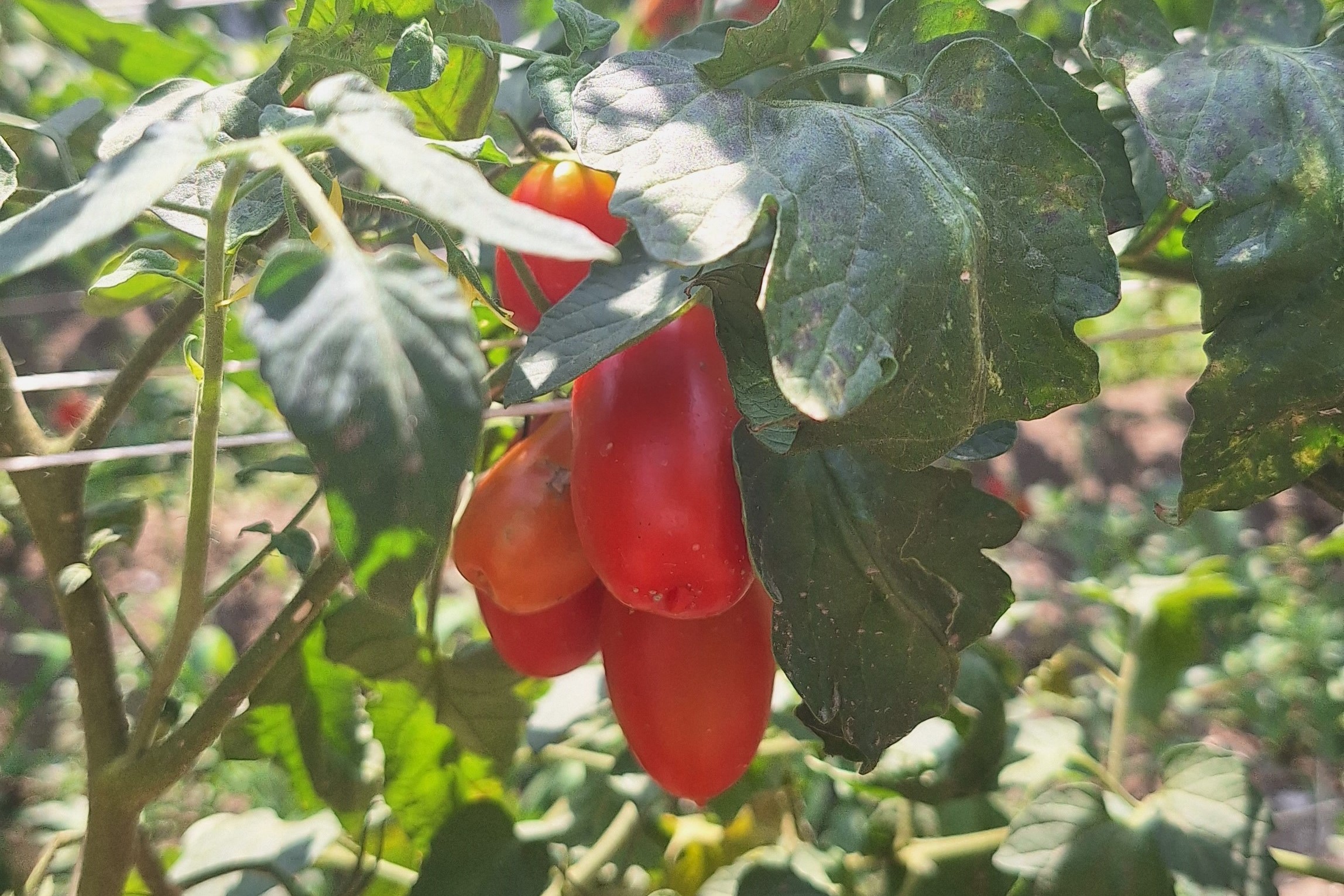 Orto biologico di Casa Chiarito, casa vacanze nel centro di Amalfi.